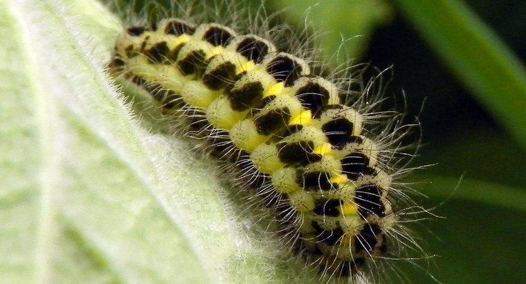 Como você identifica uma Caterpillar?
