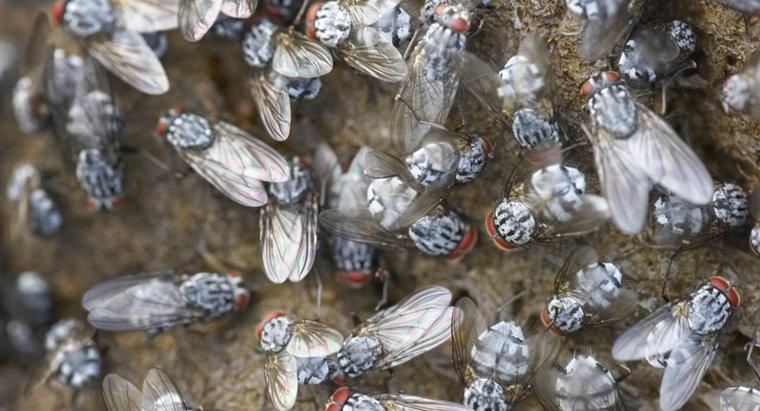 Quanto tempo vivem as moscas?