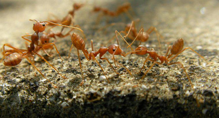 Qual é o tratamento mais eficaz para picadas de formiga de fogo?