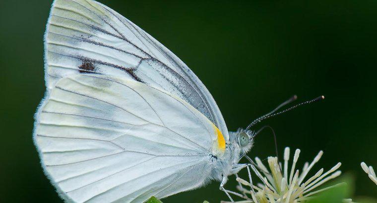 O que uma borboleta branca simboliza?