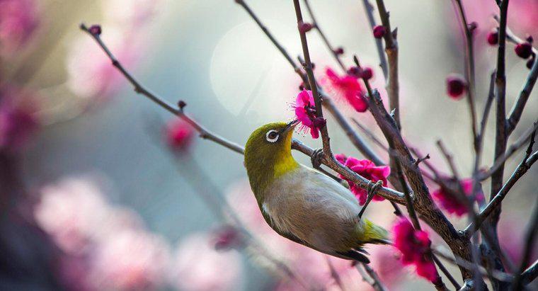 Você consegue identificar um pássaro com base em seus sons?