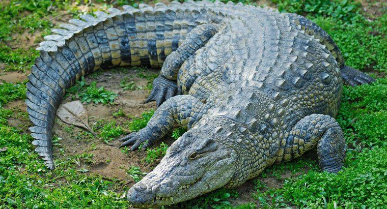 Como um crocodilo se defende?