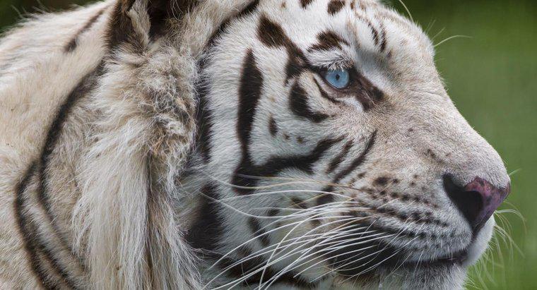 O que é a teia alimentar do tigre branco?