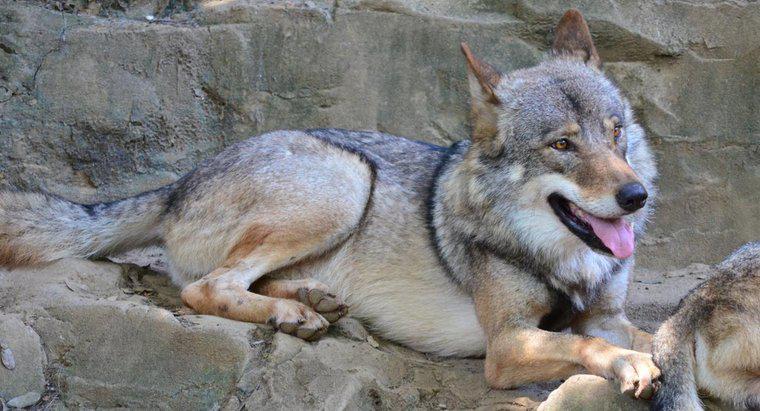 Qual é o habitat natural de um lobo cinzento?