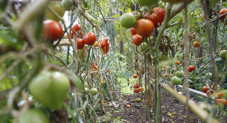 Por que meus tomates cultivados em casa são suculentos?