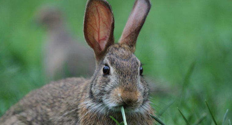 O que coelhos de coelho comem?