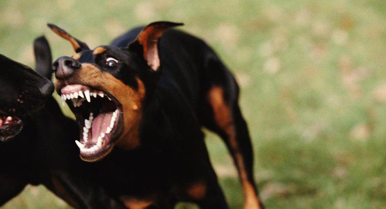 Quem são os 10 cães mais agressivos?