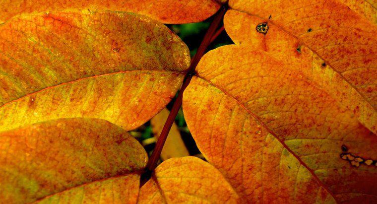 Como é chamado o pigmento amarelo nas folhas?