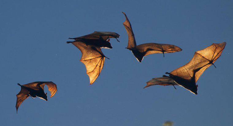 Quem são os inimigos dos morcegos?