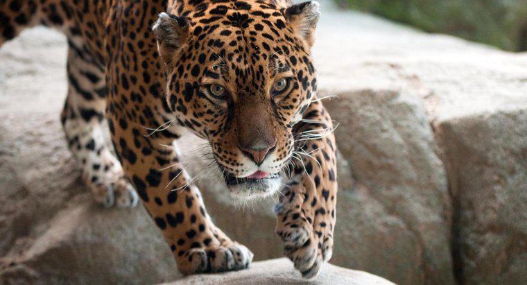 Onde vivem os jaguares?