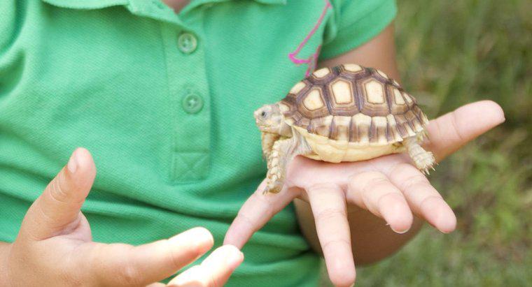 Qual é o melhor alimento para uma tartaruga de estimação?