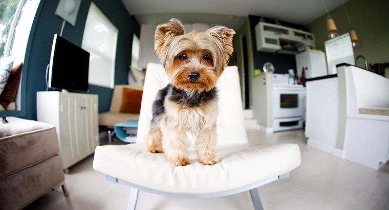 Quais são alguns bons cães de tamanho médio para um apartamento?