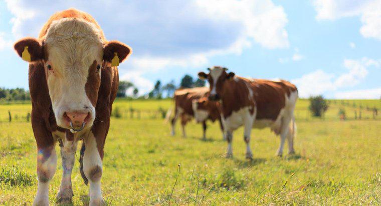 As vacas fêmeas podem ter chifres?