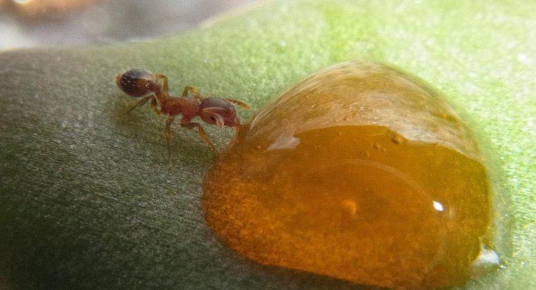 O que as formigas do mel comem?