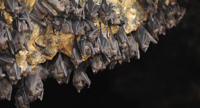Qual é o habitat natural dos morcegos-vampiros?