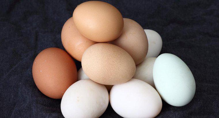 Quanto tempo leva para um ovo de galinha chocar?