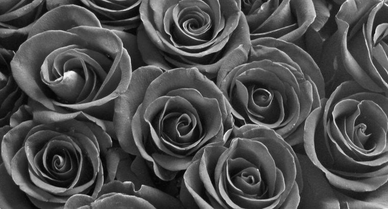 Como são feitas as rosas negras?