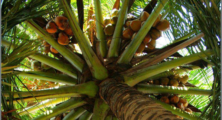 Como as sementes de coco se dispersam?