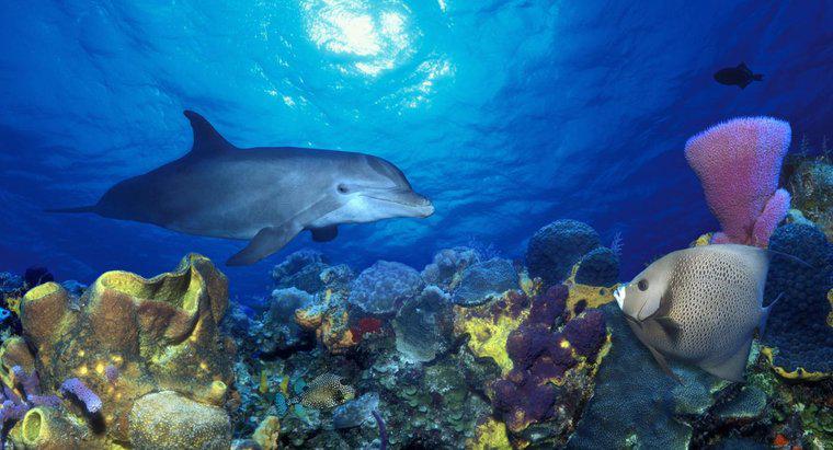 Golfinhos vivem em recifes de coral?