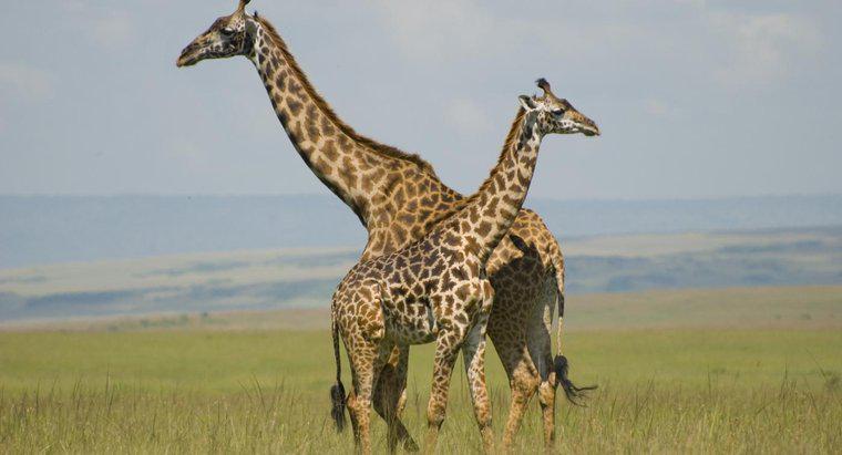 Por que as girafas dormem tão pouco?