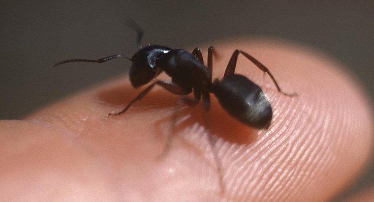 Como você identifica formigas carpinteiras?