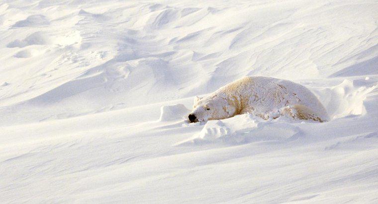 Onde dormem os ursos polares?