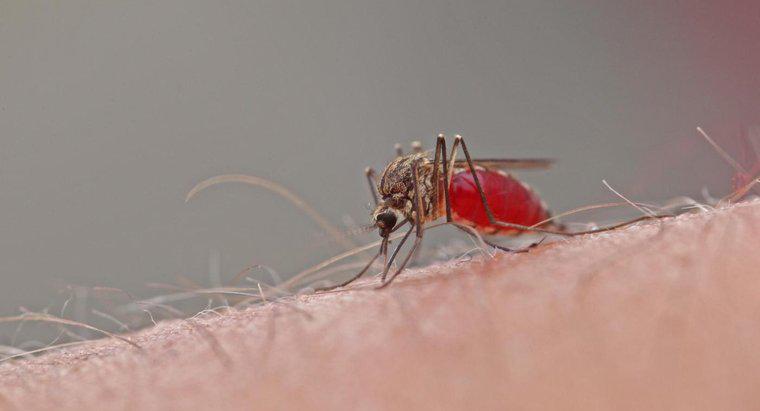 Quanto tempo duram as picadas de mosquito?