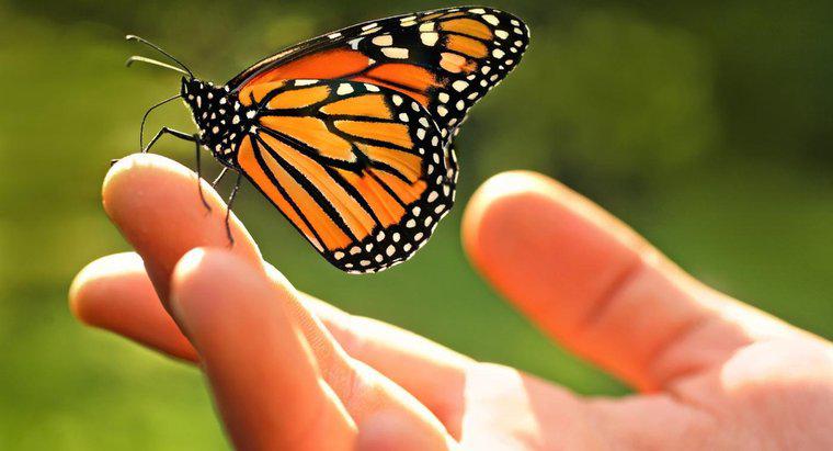 Quais são alguns fatos sobre as borboletas monarca?