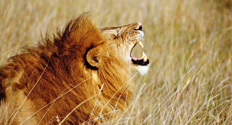 Quão alto é o rugido de um leão?