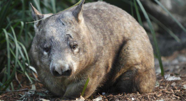 O que os Wombats comem?