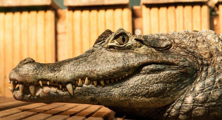Quais são as adaptações de um crocodilo?