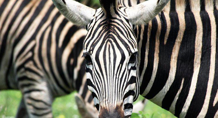 Quantas listras uma zebra tem?