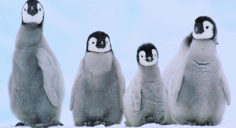 Como são chamados os pinguins bebês?