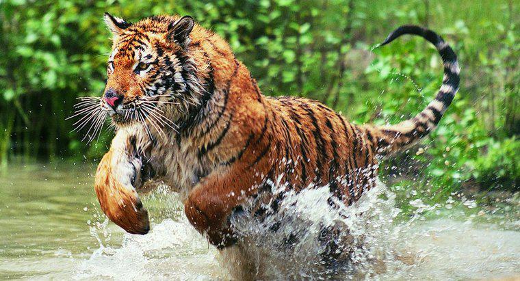 Por que os tigres de Bengala estão em perigo?