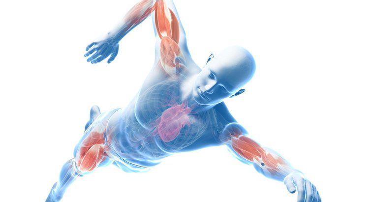 Quais são os principais músculos do contorno do corpo?