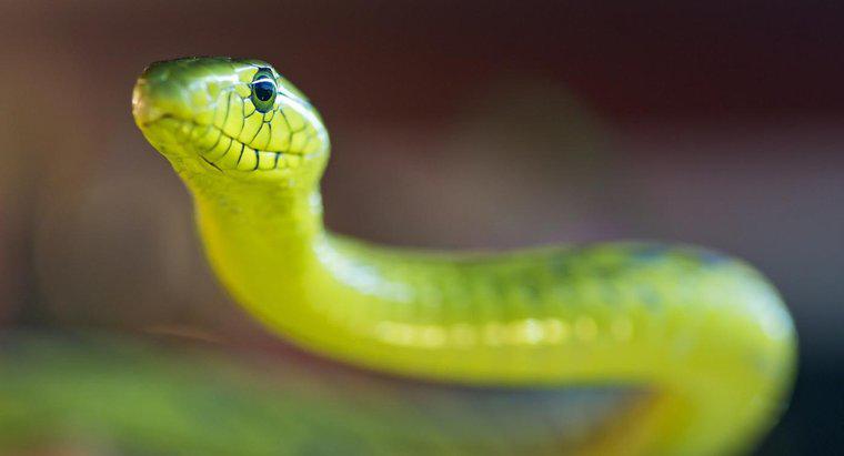 O que é uma cobra verde Mamba?