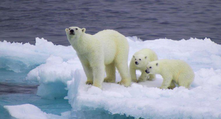 Os ursos polares são brancos o ano todo?