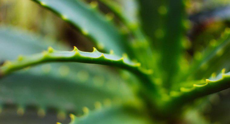 O Aloe Vera pode ser aplicado em espinhas?