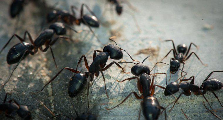 As formigas carregam doenças?