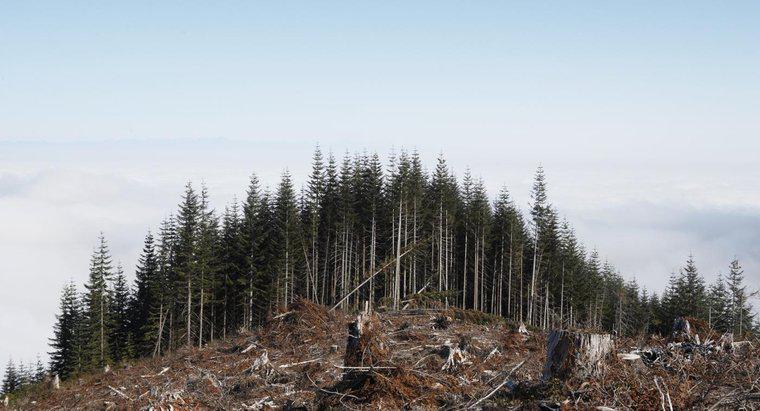 O que causará a destruição das florestas?