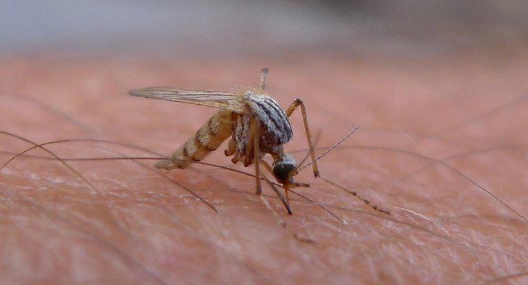 Quanto tempo os mosquitos vivem dentro de casa?