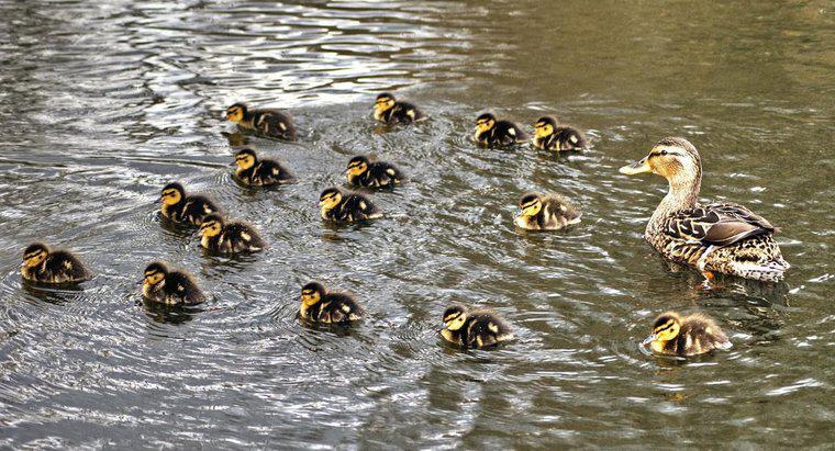 Como é chamado um grupo de patos bebês?