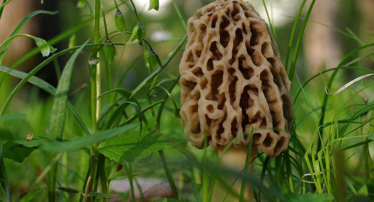 Quão rápido os cogumelos morel crescem?