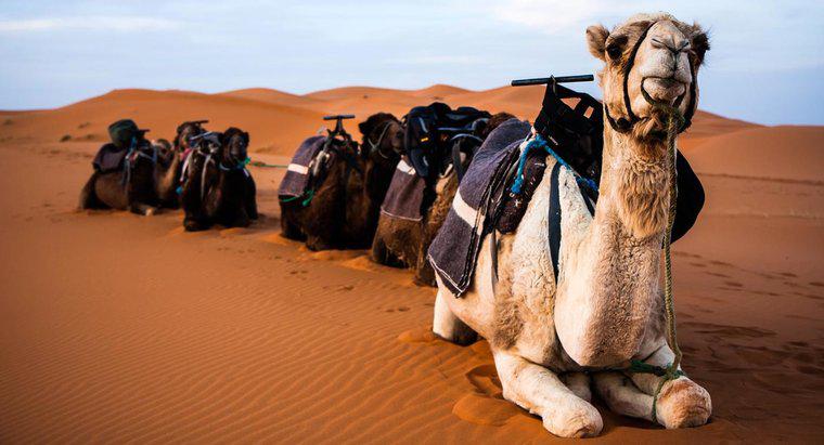 Por que os camelos cospem?