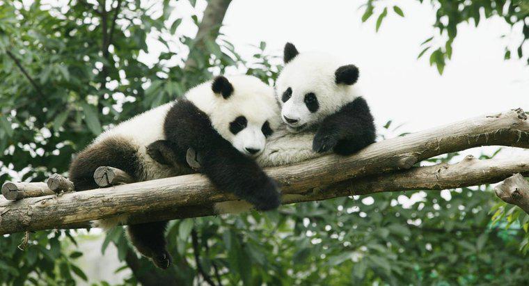 Onde estão os restantes habitats dos pandas?