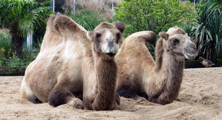 Como os camelos se protegem dos predadores?