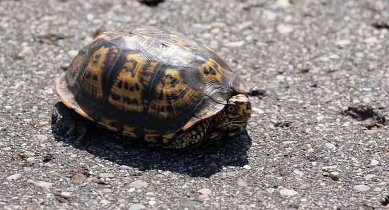 Quais são os animais mais lentos da Terra?