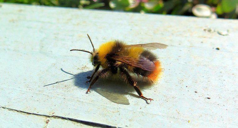Quantas pernas uma abelha tem?