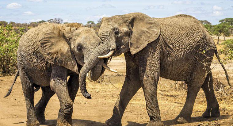Como os elefantes se acasalam?