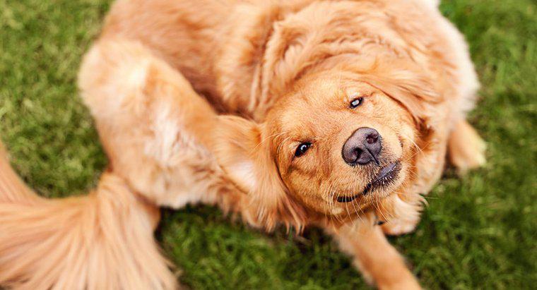 As pulgas de cachorro podem morder humanos?